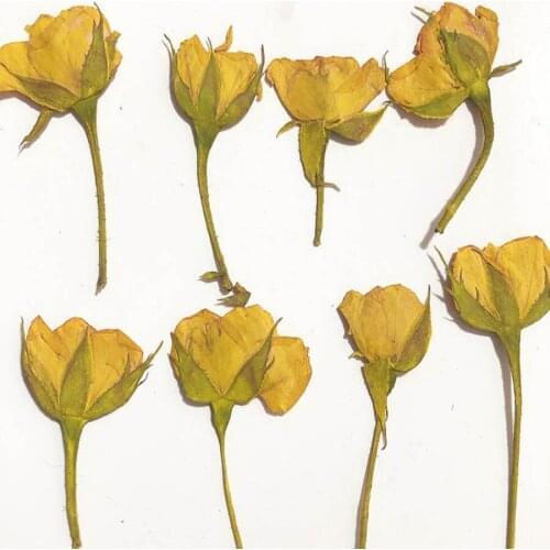 250pcs Dried Side Pressed Yellow Rose Flower Plant Herbarium For Jewelry Bookmark Postcard Phone Case Invitation Card DIY