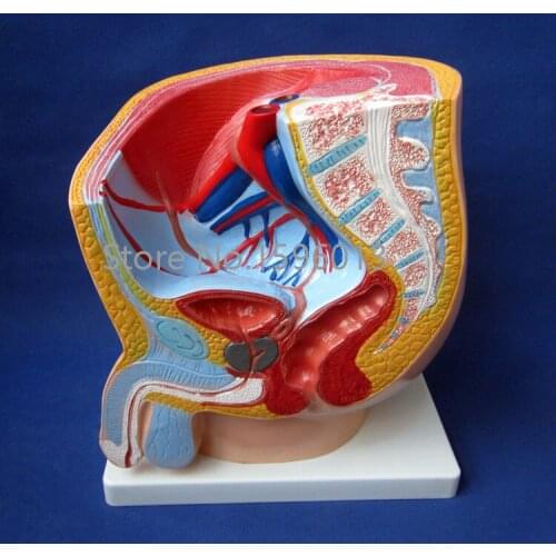 Male pelvis model, Anatomy Median section of male pelvis model