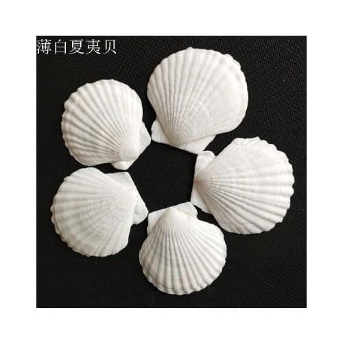10-13 cmNatural conch shell fish tank aquarium ornaments white natural large scallop summer scallop home decoration