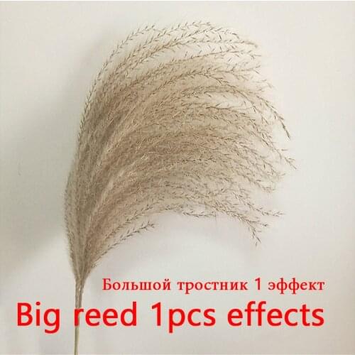 30pc Pampas Grass Reed Dry Flower Bouquet Wedding Decoration Dried Real Flower Living Room Floor Home Furnishings Shooting Props