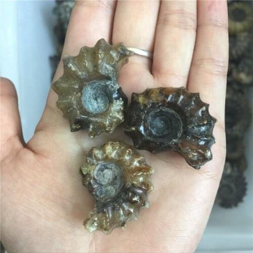 3pcs natural Conch shell stones and minerals healing rock for home & wall decoration fish tank aquarium decoration