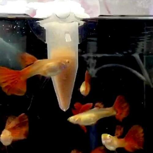 Automatic Fish Feeder Tapered Aquarium Worm Feeder Funnel Cup With Suction Cup Auto Feeding Dispenser Aquarium Tank Accessories