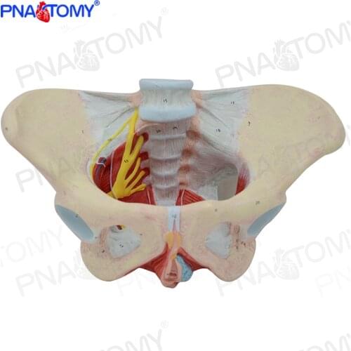 Female Pelvis Model with Pelvic Floor Muscles 1:1 Life Size Human Skeleton Medical Sciences Educational Equipment Anatomical