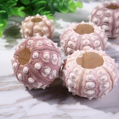 10pcs marine shells sea urchins ornaments crafts accessories home decor furnishings Crafts Aquarium Fish tank wedding decoration