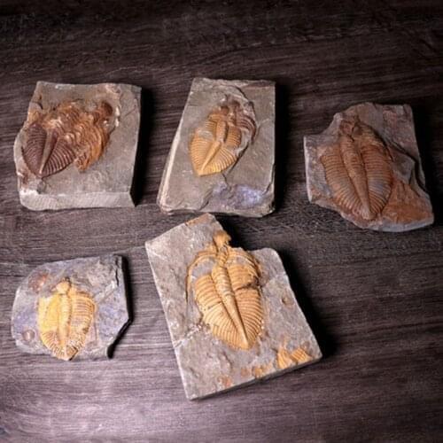 N0HD Natural Trilobite-Fossil with Wooden Box Crownworm Teaching Paleontology Science Specimen