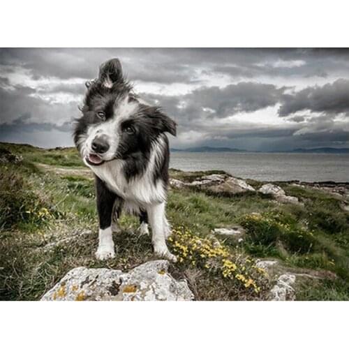 New hot 3D Diamond Embroidery Collie Dog picture of Rhinestones Mosaic 5D DIY Diamond Painting Full square /Round Decor FG1124