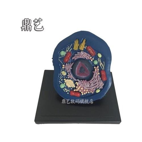 Teaching aids Biological teaching instrument Animal cell model free shipping
