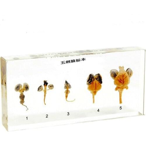 Five classes brain specimens Natural science insect specimens Popular science teaching products Steam teaching aids