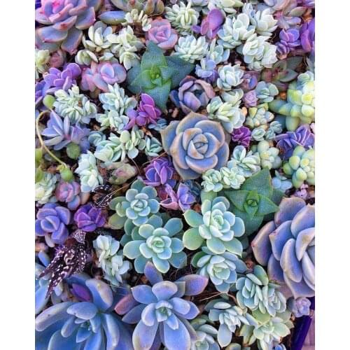 New Vintage Retro Metal Tin Sign Plants Succulents Houseplants Home Kitchen Bar Bedroom Living Room Wall Decor Plaque Signs