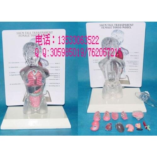 Human Anatomy model Women Transparent Torso Teaching Model 18cm free shipping
