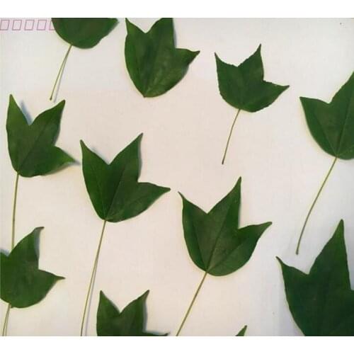 120pcs Dried Green Maple Leaf Leaves Plants Herbarium For Postcard Bookmark Phone Case Phone Frame Making Accessories