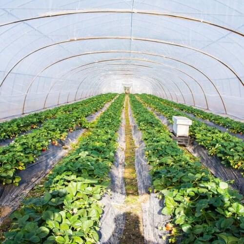 Garden Poly Tunnel Greenhouse Foldable Plants Metal Frame Protector Corrosion Resistant Roof Panels Foil Hothouse Land Cover New