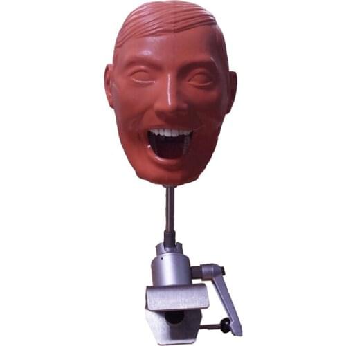 Dental Phantom Head Model