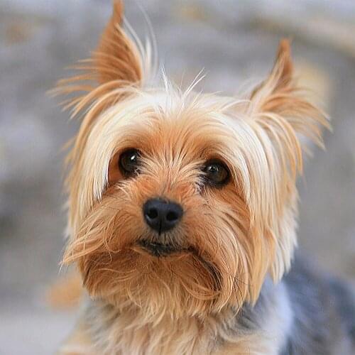 5D DIY Diamond Embroidery Animal Yorkshire Terrier Full square / Round 5d Diamond Painting Cross Stitch Kits Mosaic Decor GH334