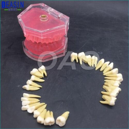 Dental Study Teaching Model Standard Model Removable Teeth Soft Gum typodont Model Deasin