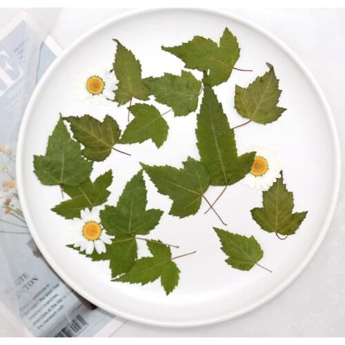 60pcs/3-7cm,Nature Pressed Camellia leaves Real Flower for DIY Art Craft Bookmark Valentines Gift Decoration DIY plant specimens