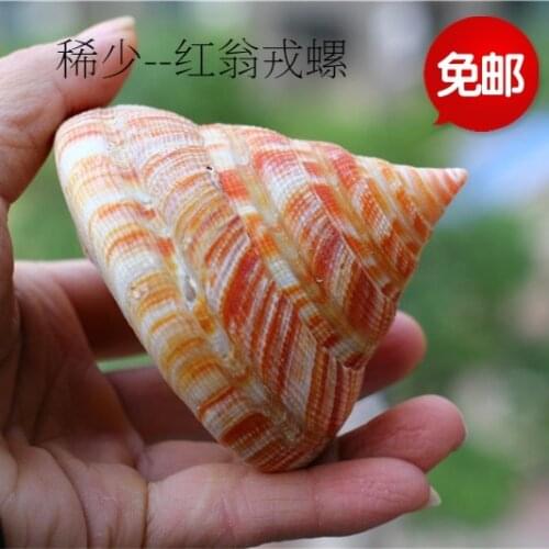 Conchas de cono de hendidura del emperador, manualidades multiusos, decoraciones náuticas de 5-10Cm