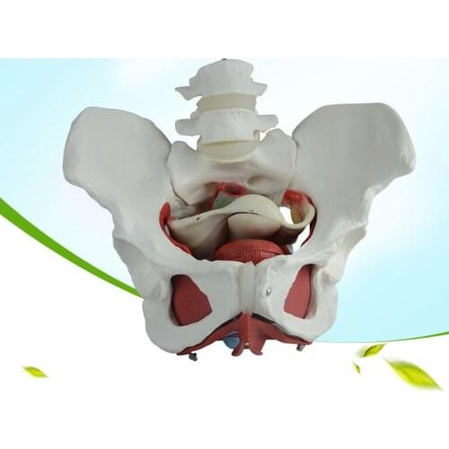 Female pelvic model pelvic bone medical female pelvic structure model human skeletons model