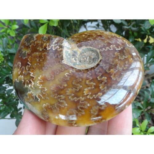 230g New Find NATURAL Cretaceous AMMONITE FOSSIL SPECIMEN