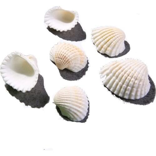 10pcs/Lot Natural Shells Mini Seashells White Coconut Shell DIY Mediterranean Scallop Ocean Sea Aquarium Landscape Crafts