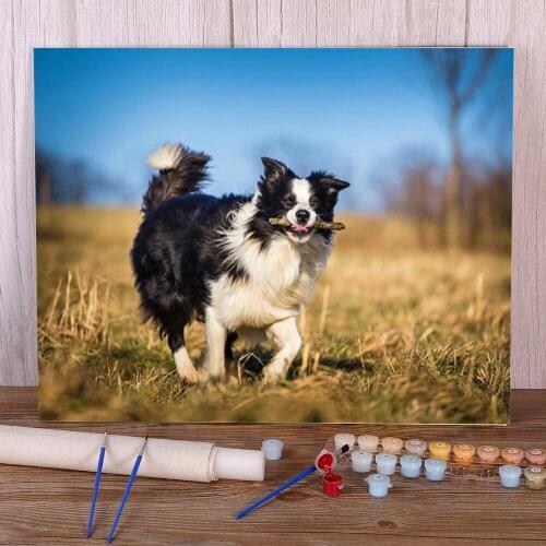 Animal Border Collie DIY Paint By Numbers Package Oil Paints 40*50 Picture By Numbers Photo Handmade Crafts Adults Drawing