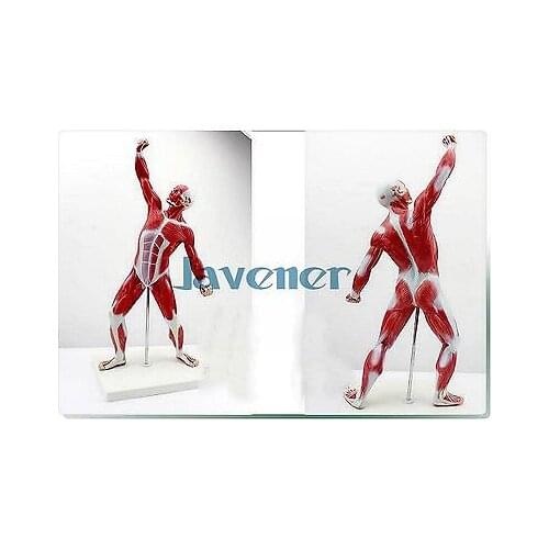 Mini Human Anatomical Most Muscular Pose Anatomy Medical Model Art Teaching