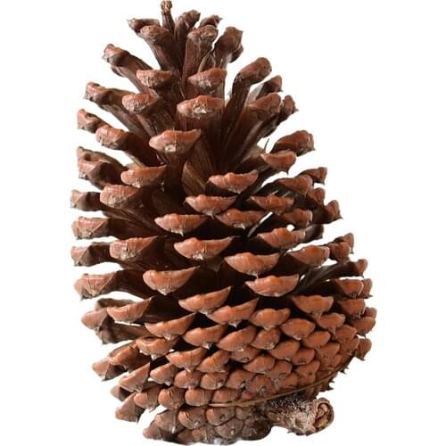 H14cm Natural Dried flowers Big Pine cone Acorn Flower For Home Christmas DIY Garland Wreath Decoration