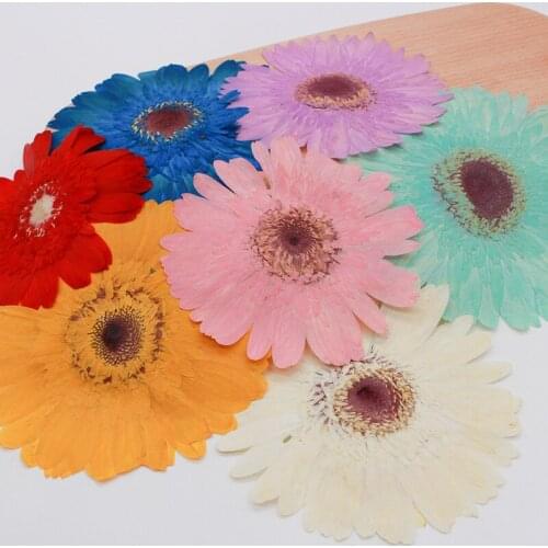 5pcs Pressed Dried Gerbera Jamesonii Bolus Flower Plant Herbarium For Jewelry Phone Case Bookmark Photo Frame Scrapbook DIY