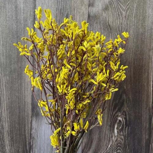 Long 35~45CM/50g Natural Dried Flowers Kangaroo Claw Bouquet In Yellow,DIY Real Dry Flower Ornaments For Home Decoration