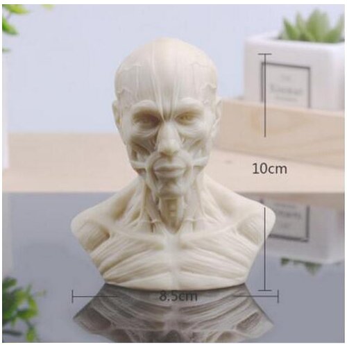 Wholesale 10cm Human muscle head mannequin carving, still life drawing, reference skull model, artistic bust,landscaping M01009