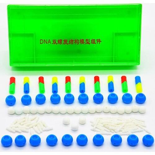 DNADouble helix model module splicing DNA structure model genetic model biological experimental equipment