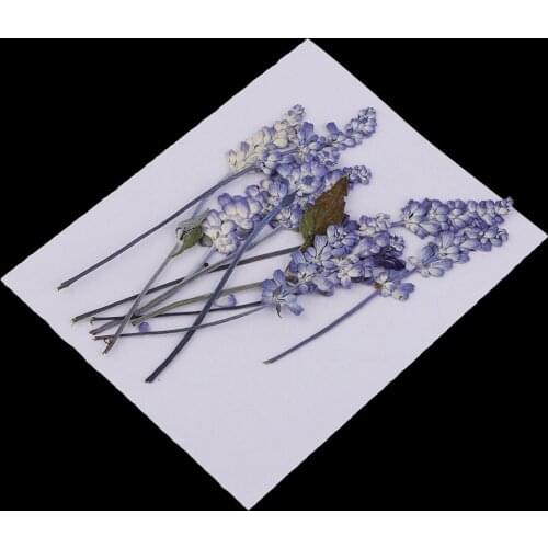 10pcs Natural Pressed Dried Sage Flowers For Art Craft DIY Purple