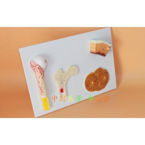 Bone structure model Artery Cancellous bone Compact bone Human Skeleton specimen 53x38x8cm free shipping