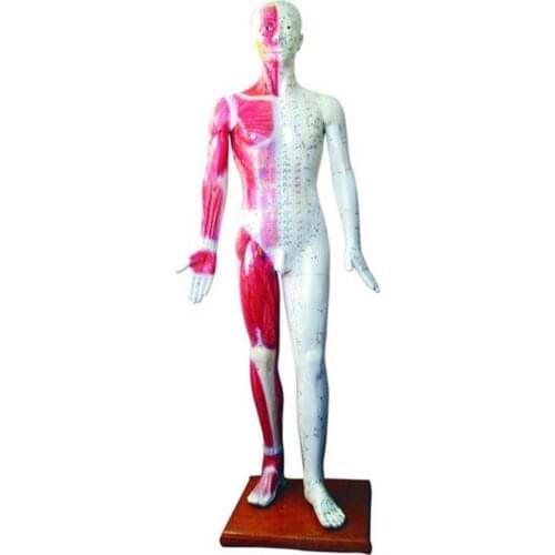 Life Size Acupuncture Model 178CM for Teaching Aid