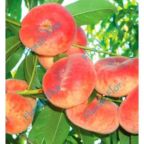 Florali-Flor Home And Garden Products