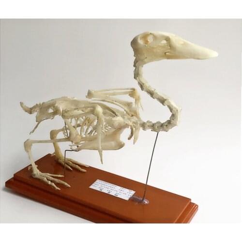 Animal skeleton specimen Duck pigeon cat rabbit Bone specimen middle school Teaching display