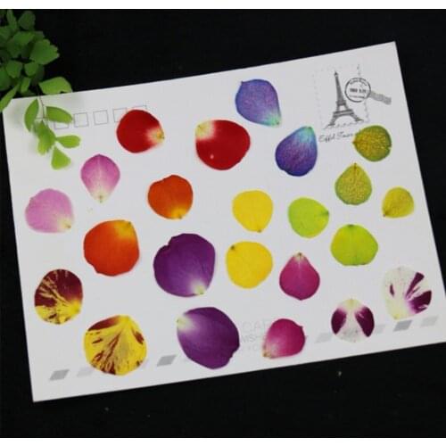 36pcs Pressed Dried Multicolour Rose Petals Filler Flower For Epoxy Resin Jewelry Bookmark Phone Case Face Makeup Nail Art DIY