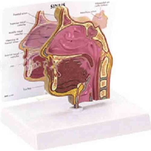 Anatomical model of nasal cavity