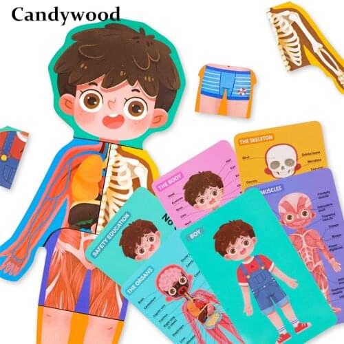Childrens Educational Cognitive Wooden Toys Puzzles Boy / Girl Body Structure Skeletal Muscle Cognitive Safety Educational Toy