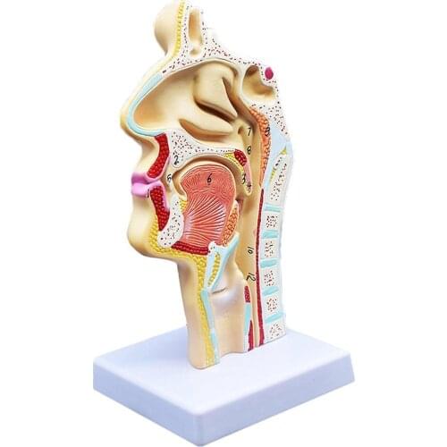 Human Nasal Throat Surgery Model Structure Medical Anatomical Model for School Teaching Tool Learning Display Lab Supplies