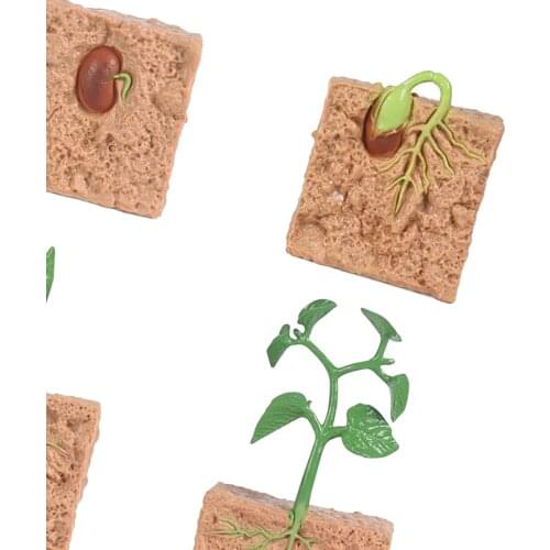 Children Plastic Plant Seeding Growth Life Cycle Playset Education Toys