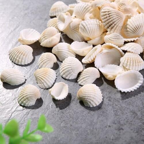 100pcs Natural shell conch decorates white household adornment fish crock crafts