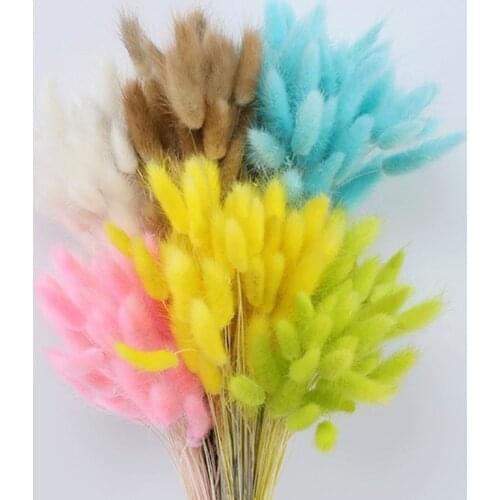 Dried Flowers Rabbit Tail Grass Pasmpas Grass Natural Plants Bouquet Lagurus Ovatus Wedding Decor Home Easter Decoration
