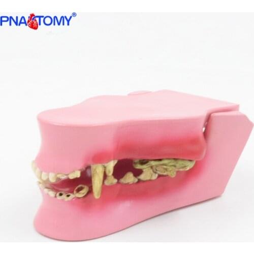 Canine Jaw Model Dog Teeth Animal Anatomical Model Medical Gift Teaching Tool Life Size Dog Skull PNATOMY PNT-2104 Animal Bones