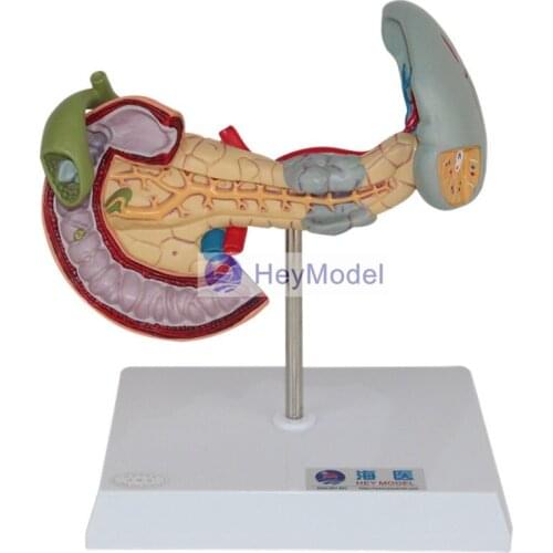 HeyModel Cecum and appendix model ileum model Lymphatic and Gastrointestinal Teaching Model Intestinal model