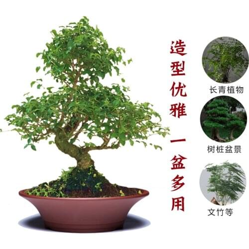 Chinese Exquisite Flowerpot Ceramic Large Purple Sand Pot Green Radish Orchid Breathable Living Room Decoration Bonsai Potted