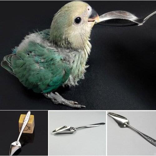 Hot Sale Stainless Steel Spoon Milk Powder Feeding Pet Parrot Chicks Spoon Funny Practical Feeding Spoon Bird Parrot Supplies