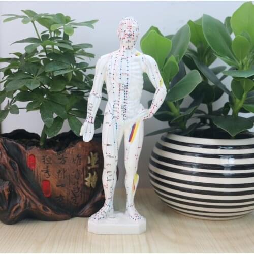 27 cm, the human body acupuncture point model ,The doctor of traditional Chinese medicine acupuncture model