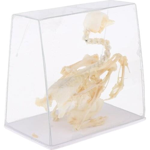 Animal Skeleton Model - Pigeon Bone Specimen Sculpture with Display Case, Student Biology/ Science Teaching Aids