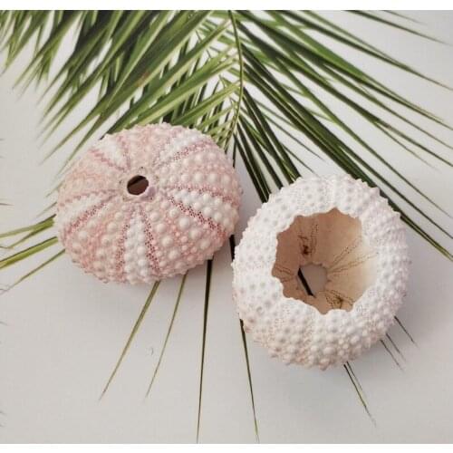 2pcs sea conch Natural sea urchins pink dream sea urchin shell design window decoration decoration Mediterranean home DIY wall